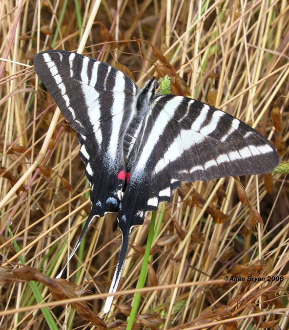 zebra micromallow